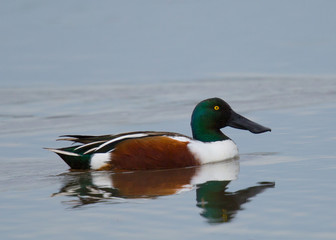 Mallard, seen in the wild in a North California marsh