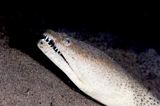 King spotted snake eel (Ophichthus ophis), Dominica
