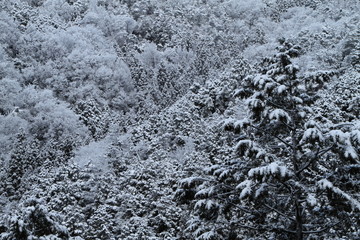 雪の山