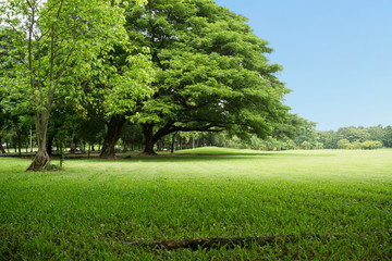 Green park at Vachirabenjatas Park (Rot Fai Park) Bangkok, Thailand