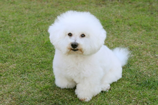 ビションフリーゼ Stock Photo Adobe Stock