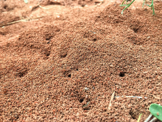 Ants nest