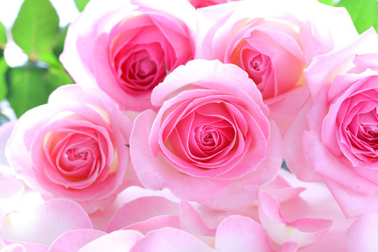 美しいピンクのバラのクローズアップ バラの花びら背景 Beautiful Bunch Of Pink Roses On Rose Petals Background Stock Photo Adobe Stock