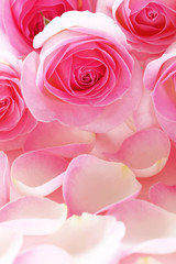 美しいピンクのバラのクローズアップ、バラの花びら背景,Beautiful bunch of pink roses on rose petals background