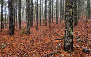 Winter forest landscape