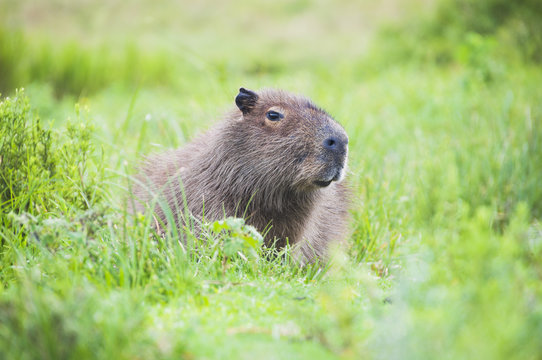 Capybara (Hydrochoerus hydrochaeris), Ibera Wetlands (Ibera Marshes), a marshland area in Corrientes Province, Argentina