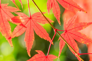 Autumn maple leaves background