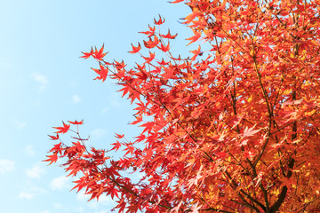 Autumn maple leaves background