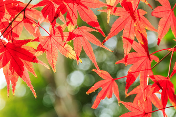 Autumn maple leaves background