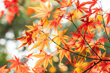 Autumn maple leaves background