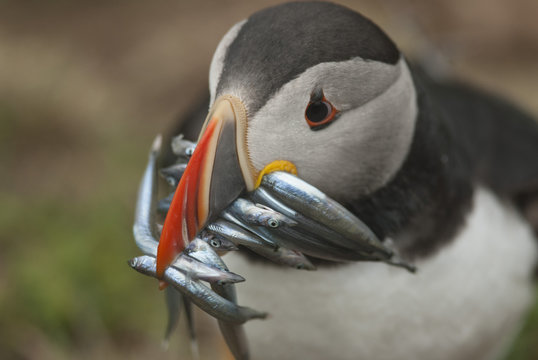 Puffin with sand eels in beak, Wales