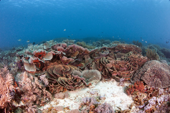 Turbinaria reniformis hard coral, Komodo, Indonesia