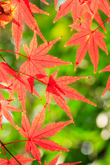 Autumn maple leaves background