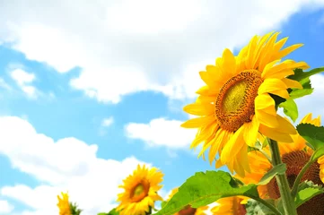 Photo sur Plexiglas Tournesol Sunflower Fields in Japan