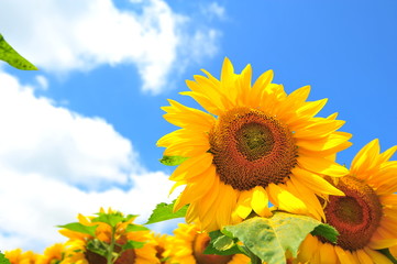 Fototapeta premium Sunflower Fields in Japan