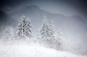 Obraz na płótnie Canvas amazing winter sunrise through fog in the mountains