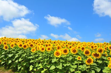 Abwaschbare Fototapete Sonnenblume Sunflower Fields in Japan