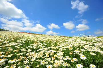 Colorful Flower Fields in Japan © karinkamon