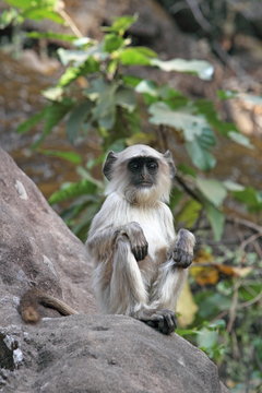 Gray langur (Hanuman langur) (Semnopithecus hector), Bandhavgarh National Park, Madhya Pradesh 