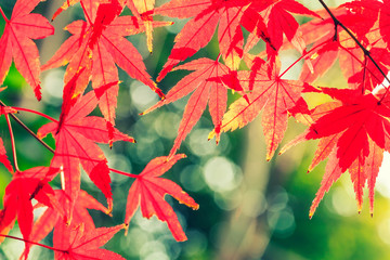 Autumn maple leaves background