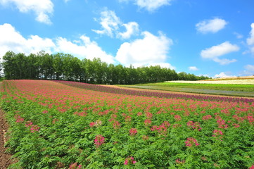 Fototapeta na wymiar Colorful Flower Fields in Japan