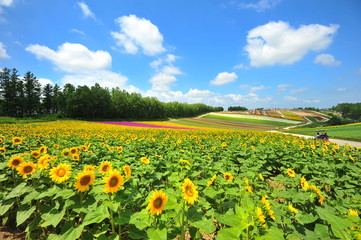Fototapeta na wymiar Colorful Flower Fields in Japan