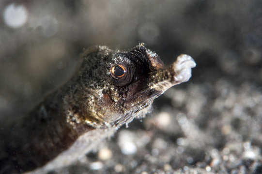 Winged pipefish (Halicmapus macrorhynchus), Sulawesi, Indonesia