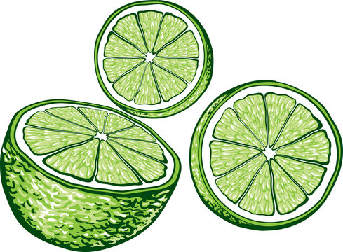 Hand drawn illustration of lime.