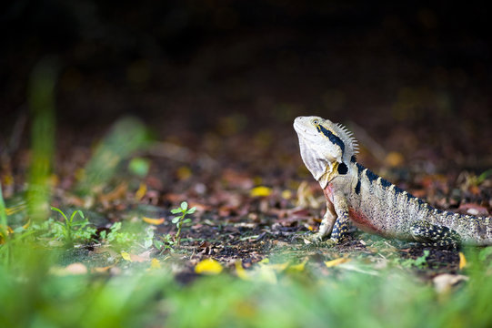 Australian eastern water dragon (Physignathus lesueurii) in Brisbane Botanical Gardens, Brisbane, Queensland