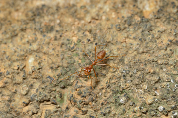closed up : Red ant  working on tree  in the garden