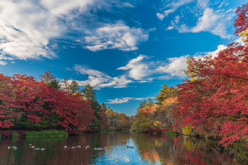 Autumn colours pond