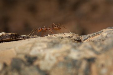 closed up : Red ant  working on tree  in the garden