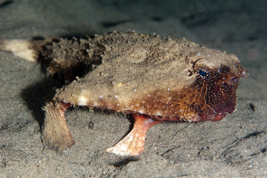 A rare rough back walking batfish (Ogcocephalus parvas) that usually lives at depth to 300m, Dominica