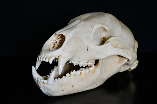 Skull of a bear