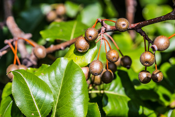 Callery/Bradford Pear (Pyrus calleryana) fruit with leaves.