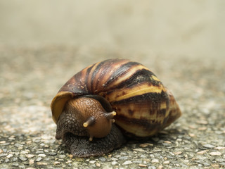 Snail climbing
