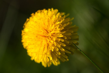 Kugeliger Löwenzahn