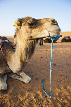 Camel portrait, Erg Chebbi Desert, Sahara Desert near Merzouga, Morocco 