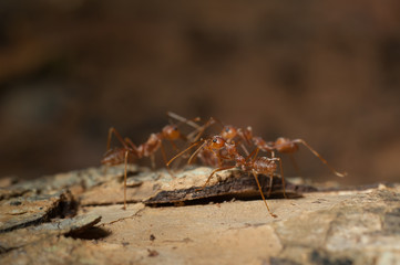 closed up : Red ant  working on tree  in the garden