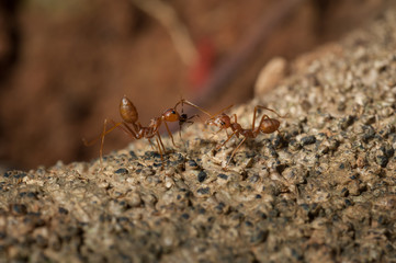 closed up : Red ant  working on tree  in the garden