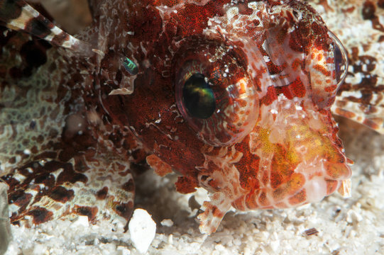Shortfin lionfish (Dendrochirus brachypterus), Sulawesi, Indonesia