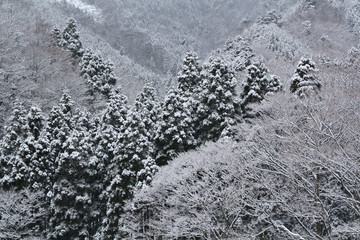 雪化粧