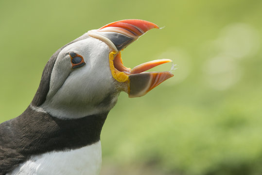 Puffin with gaping beak showing almost parallel articulation, Wales