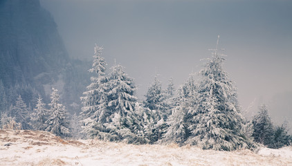 Christmas background with snowy fir trees in the mountains