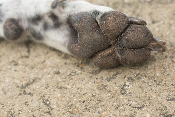 dirty dog paw on concrete floor