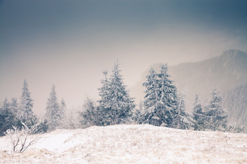 Christmas background with snowy fir trees in the mountains