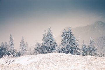 Christmas background with snowy fir trees in the mountains