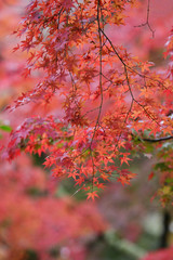 Red maple on tree