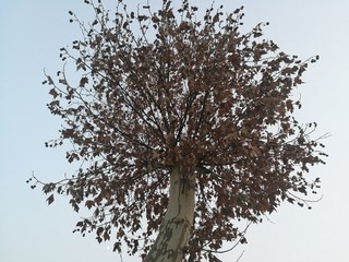 tree in winter
