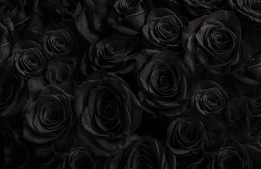 Fototapety   Black roses background. greeting card with  roses